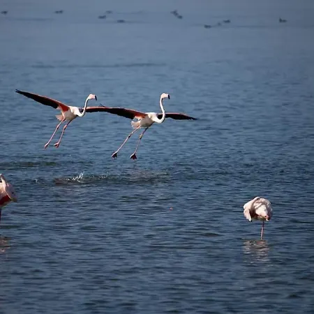 Appartamento Santa Giusta شقة *